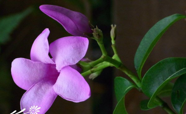 Giới thiệu về Bộ sưu tập hình ảnh Jasmine cao su của hoa Jasmine