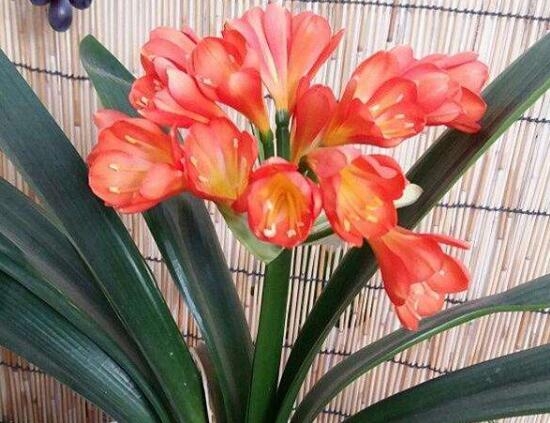 Ngôn ngữ của Clivia đại diện cho điều gì? Các biểu tượng và ý nghĩa của Clivia