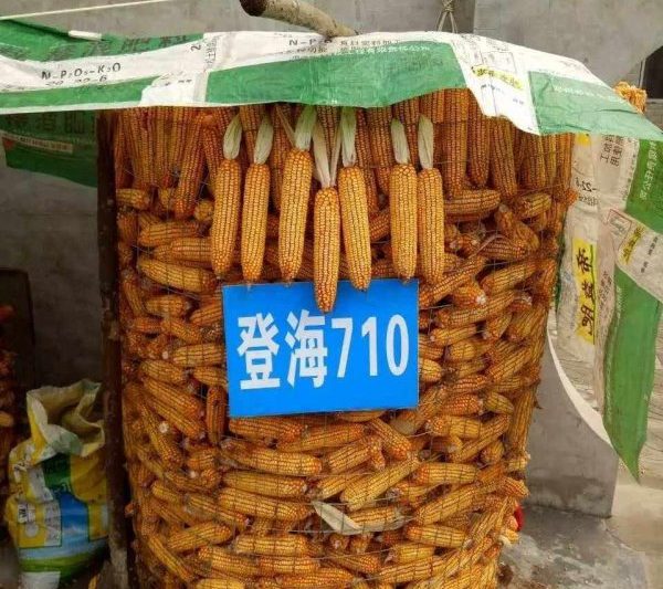 Giới thiệu về các giống ngô 710 trên biển. Thảo luận về 710 giống ngô trên biển.