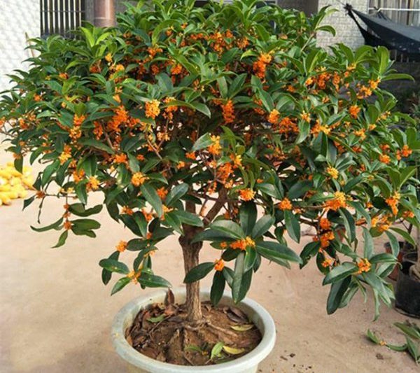 Cây Osmanthus thích bóng râm hay ánh nắng mặt trời? Cây Osmanthus như ánh nắng mặt trời hay ánh nắng mặt trời?