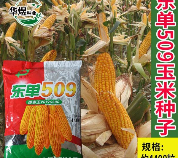 Giới thiệu về Dongdan 509 Hạt ngô Tổng quan về các giống ngô Dongdan 509