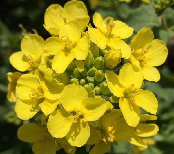 Những bông hoa phù hợp cho hoàng thổ? Những bông hoa phù hợp cho hoàng thổ?