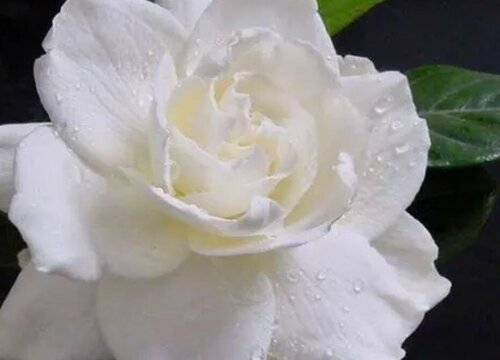 Ý nghĩa tượng trưng của hoa mẫu đơn ý nghĩa tượng trưng của hoa mẫu đơn