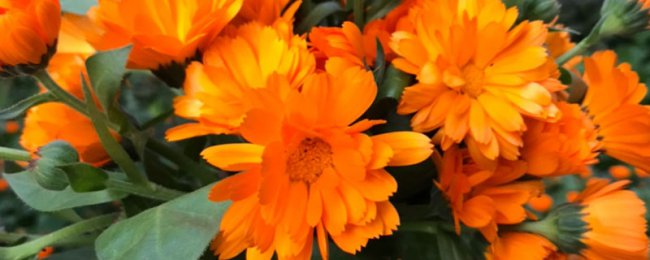 Những ảnh hưởng của việc ngâm Calendula trong nước là gì? Một phân tích đầy đủ về thức uống trà sức khỏe calendula