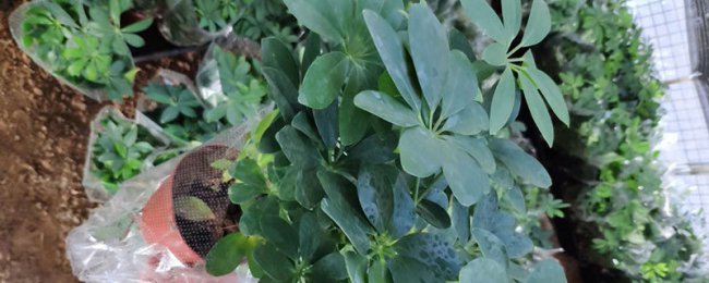 Tôi có thể mang lại sự giàu có đến đâu cho hoa sen bảy lá? Phân tích hướng của sự giàu có trong Lotus bảy lá