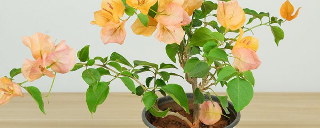 BougainVillea có thể được đặt trong phòng ngủ không? Phân tích khả thi về việc duy trì phòng ngủ BougainVillea