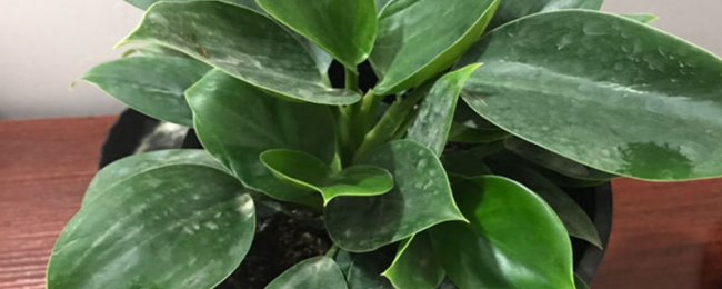 Có ổn không khi đặt hoa kim cương vàng trong phòng khách? Phân tích đầy đủ về bố cục của hoa kim cương vàng trong phòng khách