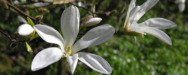 Có tốt không khi đặt hoa lan trắng vào phòng ngủ? Phân tích những điều cấm kỵ trong phong thủy để nuôi hoa lan trắng trong phòng ngủ