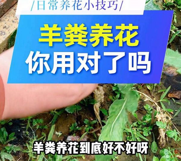 Những bông hoa nào không phù hợp với phân cừu? Nó bị cấm sử dụng phân cừu để trồng hoa