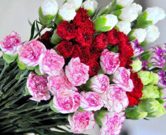 Chức năng của hoa cẩm chướng thanh lọc không khí và làm đẹp môi trường năm điểm chính