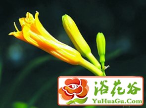 “Ăn quá nhiều rau hoang không thích hợp để ăn quá nhiều” Mặc dù rau hoang dã là bổ dưỡng, chúng không nên ăn quá nhiều