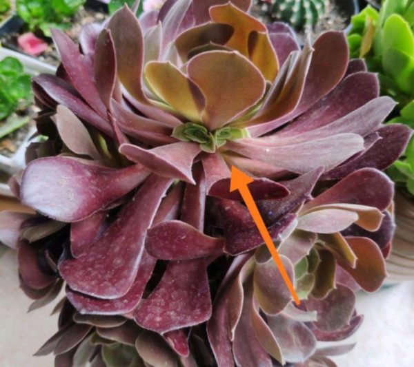 Phải làm gì nếu Mage mọng nước chặn chồi bên? Cách chặn lá của các loài mọng nước Mage