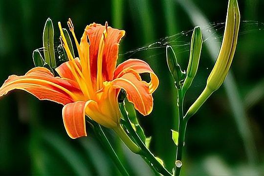 Ý nghĩa của bài hát “Heliquid” In the Song “Heliquid” In the Song “Heliquid” In the Song “Heliquid” In the Song “Heliquid” In the Song “Heliquid” in the Song “Heliquid” in the Song “Heliquid” trong bài hát “