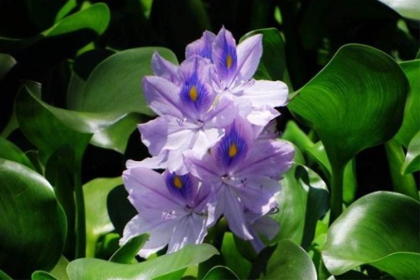 Phoenix Blue có độc không? Phân tích đầy đủ về tác động sinh thái của Phoenix Blue