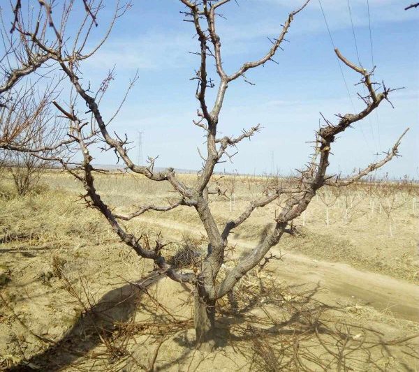 Cây mơ có thể được cắt tỉa vào mùa đông không? Thời gian và phương pháp cắt tỉa cây mơ