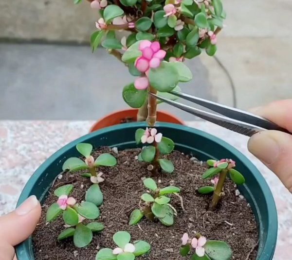 Lá ngọc râm có thể được ghép? Gốc ghép được ghép bởi lá ngọc chích vàng và các phương pháp ghép và các bước