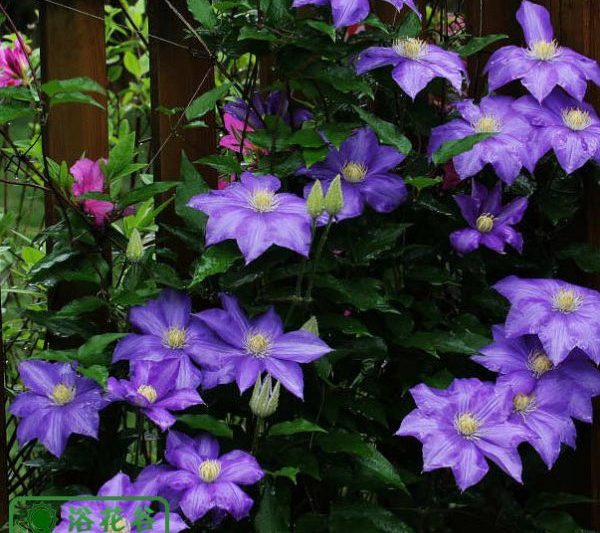Giới thiệu về thói quen tăng trưởng của mầm clematis “Tất cả đều biết về thói quen tăng trưởng của mầm clematis”