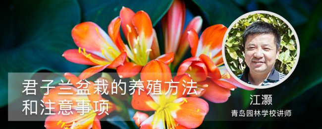 Làm thế nào để nuôi Clivia để làm cho lá và hoa đẹp? Kỹ năng bảo trì thực vật của Clivia