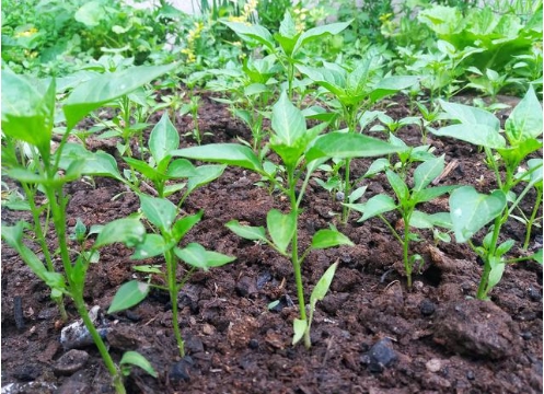 Các phương pháp và thời gian để trồng cây hạt tiêu là gì? Các biện pháp phòng ngừa là gì?