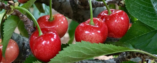 Cây cherry chậu cây cherry chậu cây củ cải