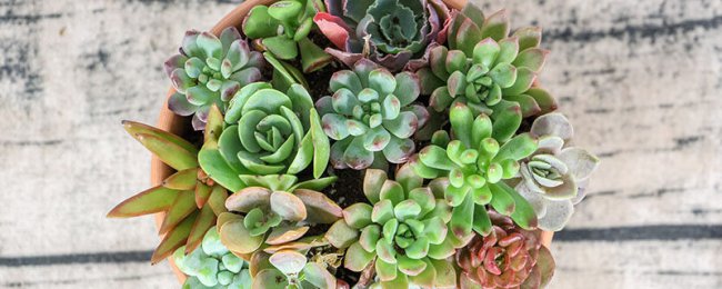 Làm thế nào để mọng nước thu thập năm phước lành? Hướng dẫn duy trì các loài mọng nước cho năm mới