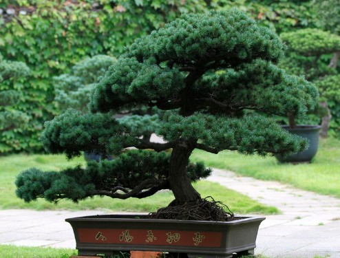 Cây mùa hè Công nghệ quản lý cây cảnh Bonsai Tree Cây công nghệ quản lý cây cảnh