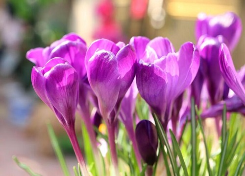 Saffron sẽ biến mất bao nhiêu ngày? Điều kiện tăng trưởng và thời gian thu hoạch của nghệ tây