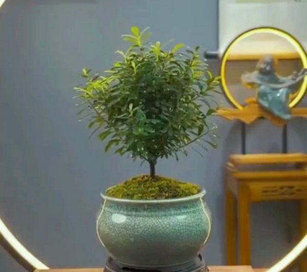 Golden nanmu có thể được trồng trong nồi không? Golden nanmu có phù hợp để trồng trong bầu không?