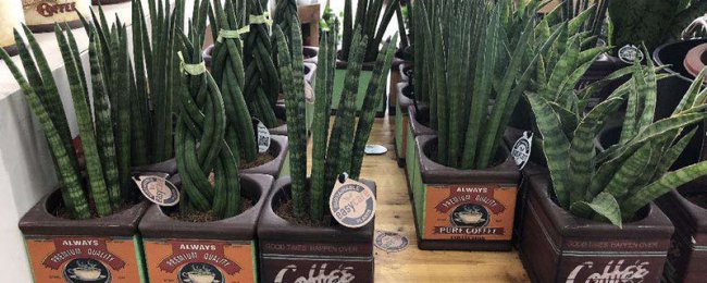 Bảo trì mùa đông của Hướng dẫn quản lý mùa đông của Tiger Skin Orchid