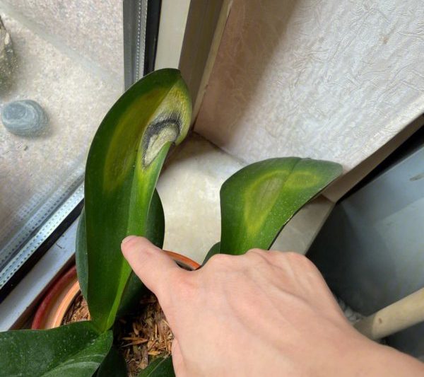 Tôi nên làm gì nếu chồi phalaenopsis khô héo trước khi nó nở? Các phương pháp để đối phó với chồi phalaenopsis đã khô héo trước khi nó nở rộ là gì?
