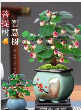 Làm thế nào để nuôi một cây bồ đề để phát triển tốt? Tỷ lệ sống có cao không?