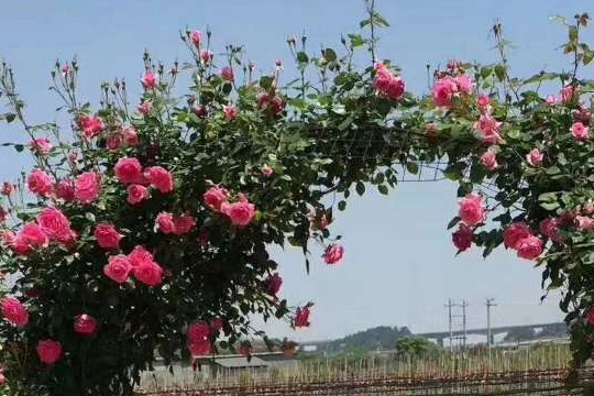Vật liệu Rose Arch bền nhất là gì? Vòm hoa hồng bền nhất là gì?