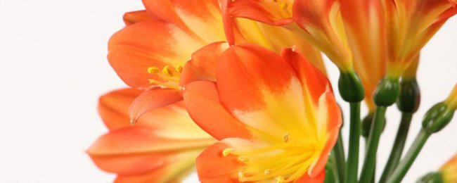 Phân tích về phương pháp điều chỉnh của CLIVIA giống như vương miện thực vật