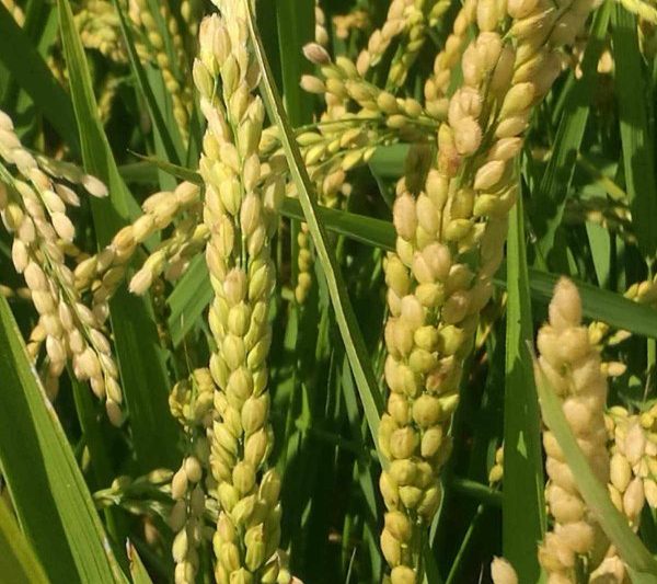 Giới thiệu về Longdun 1614 Rice Variet