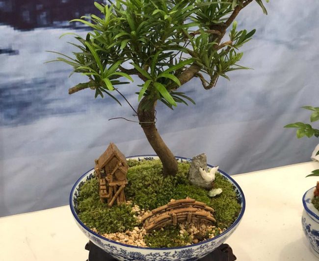 Làm thế nào để tạo ra cây cảnh cao trên bầu trời? 260.000 Boxwood trở thành 100 triệu nhân dân tệ trong 20 năm (2)