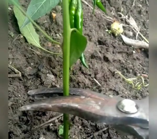 Cây nào có thể được ghép trên? Những loài cây nào có thể ghép ớt?