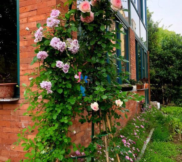 Có thể trồng hoa hồng trong chậu? Hoa hồng có thích hợp cho chậu không?