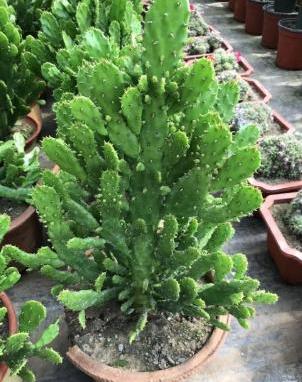 Cách nuôi cây xương rồng cây Guanyin hàng ngàn tay về phương pháp bảo trì Guanyin hàng ngàn