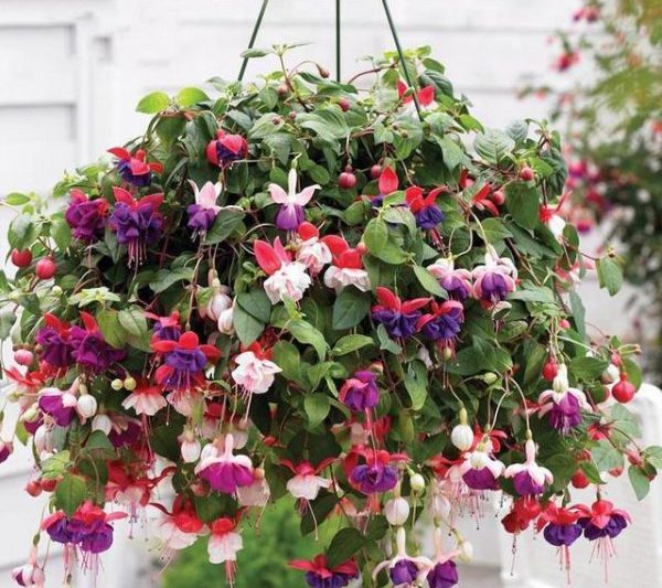 Chuông Kyoto thích bóng râm hay ánh nắng mặt trời? Chuông Kyoto có thích ánh nắng mặt trời không? Chuông Kyoto thích ánh nắng hay nắng?