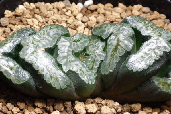 50 loại mọng nước nhỏ và đắt tiền 50 loại mọng nước cao cấp