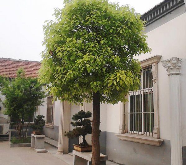 Cây được trồng ở phía tây sân là tốt cho phong thủy? Cây được trồng ở phía tây sân là tốt cho phong thủy?