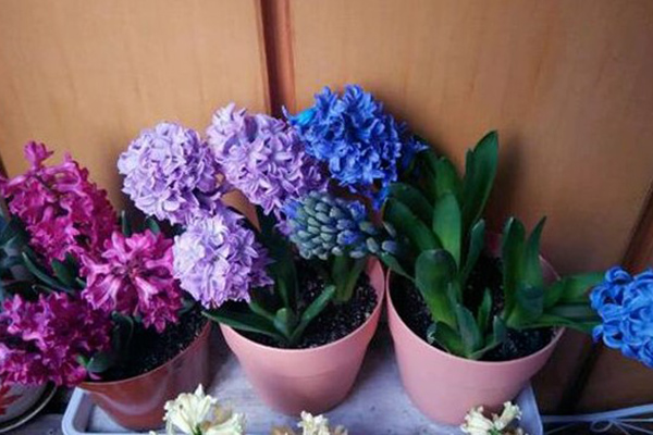 Cây cảnh cũ, bốn loại cây có giá trị hơn khi chúng phát triển,