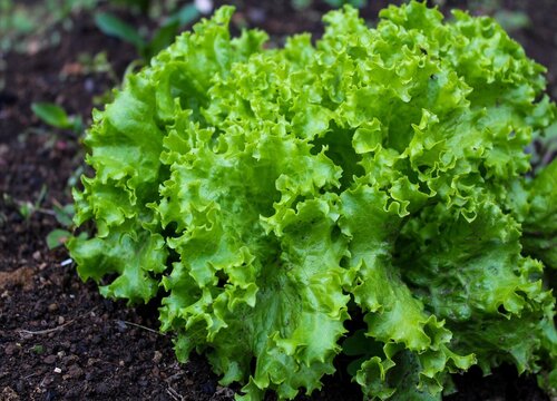 Quá trình tăng trưởng rau diếp quá trình tăng trưởng của rau diếp