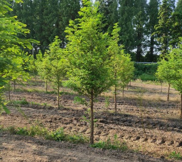 Khoảng cách giữa việc trồng metasequoia là gì? Mật độ trồng metasequoia là gì?