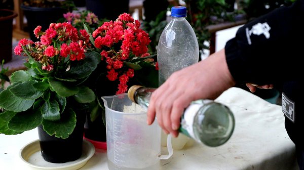 Giấm trắng có thể được trộn với nước để tưới nước cho những bông hoa tuổi thọ không? Có phù hợp để tưới hoa tuổi thọ sau khi pha loãng với giấm trắng không?