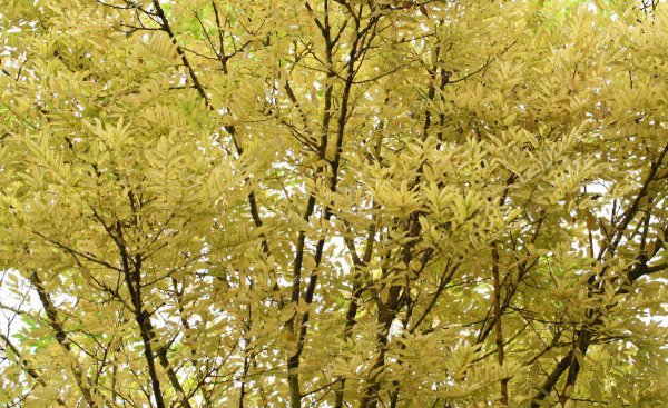 Là một bụi cây của cây châu chấu vàng hoặc cây? Sự khác biệt giữa cây châu chấu lá vàng và cây châu chấu vàng