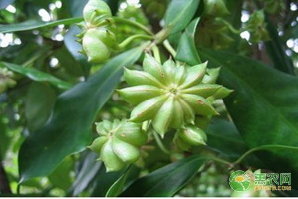 Làm thế nào để nuôi ngôi sao cây hồi chậu cây? Giải thích về phương pháp trồng cây hồi chậu cây hồi