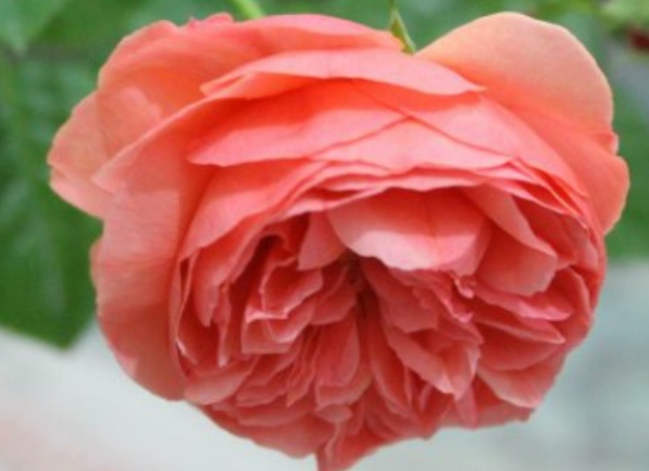 Paul Kley Rose – Ưu và Nhược điểm của Paul Kley Rose