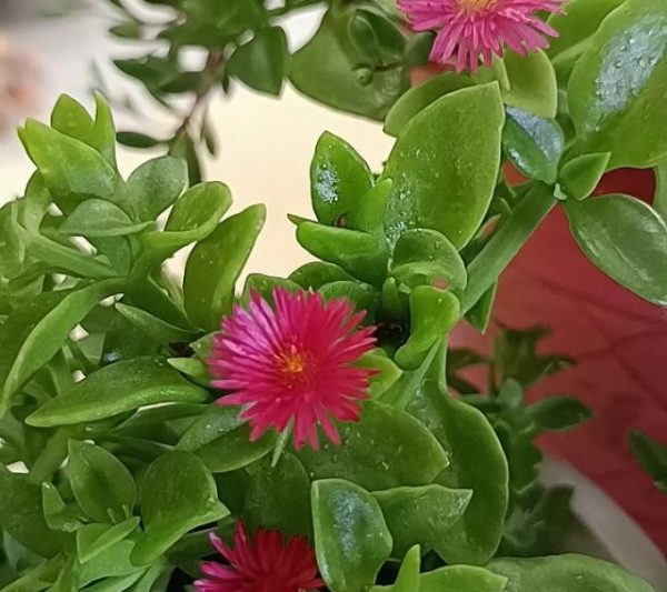 Cây nhện Peony có dễ trồng không? Cây nhện Peony có dễ trồng không?