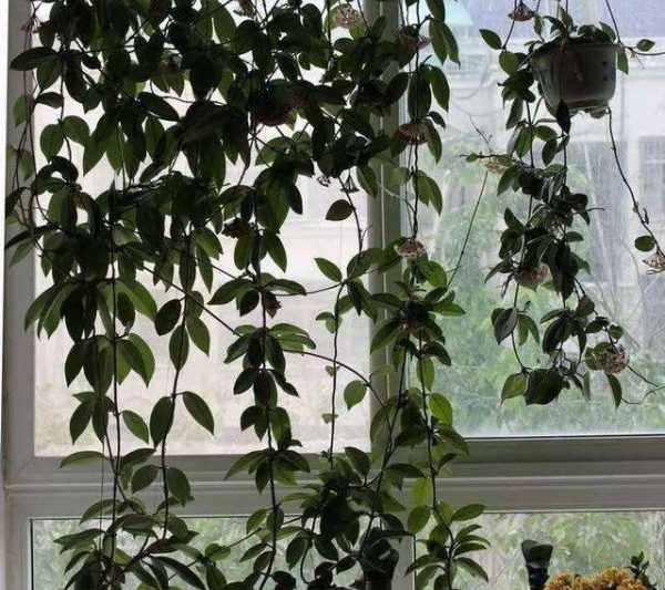 Phải làm gì nếu lá của hoa lan héo? Làm thế nào để đối phó với lá của hoa lan héo